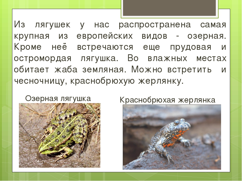 Краснобрюхая жерлянка (фото): как выглядит, где обитает, чем питается и интересные факты