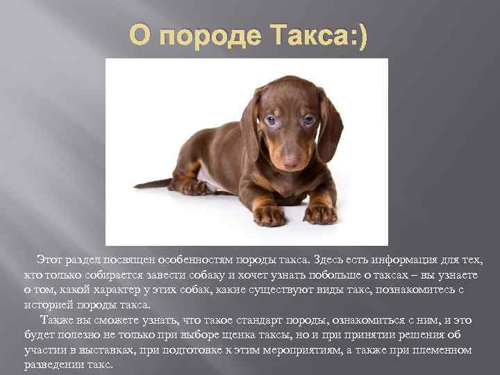 Такса (79 фото): описание породы и характера собак, характеристика видов. как выглядят? как подстричь? отзывы владельцев