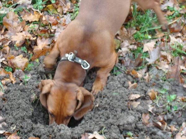 Почему собака ест кал (свой, чужой) - причины и что делать | блог ветклиники "беланта"