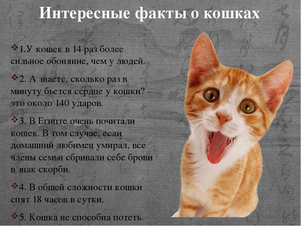 50 интересных фактов о кошках, которые вы могли не знать