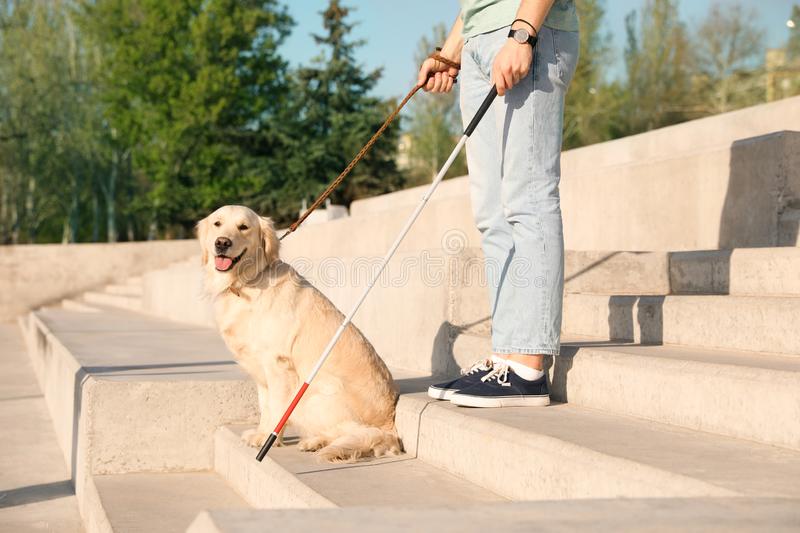Помощник для слепых — собака-поводырь: топ 10 наиболее востребованных пород