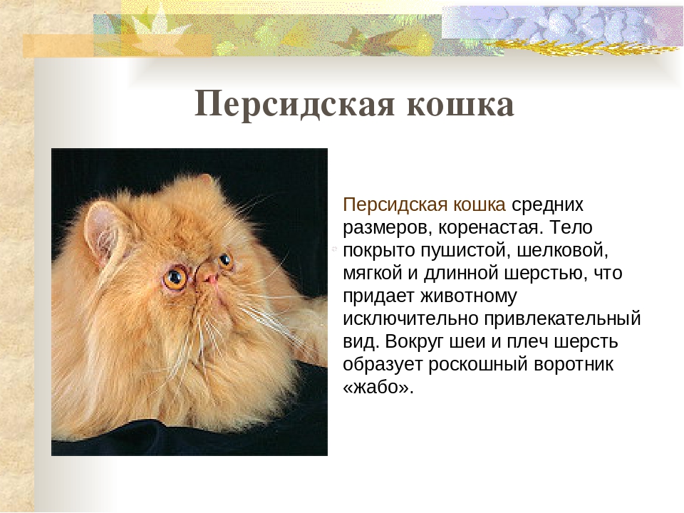 Персидская кошка: описание породы