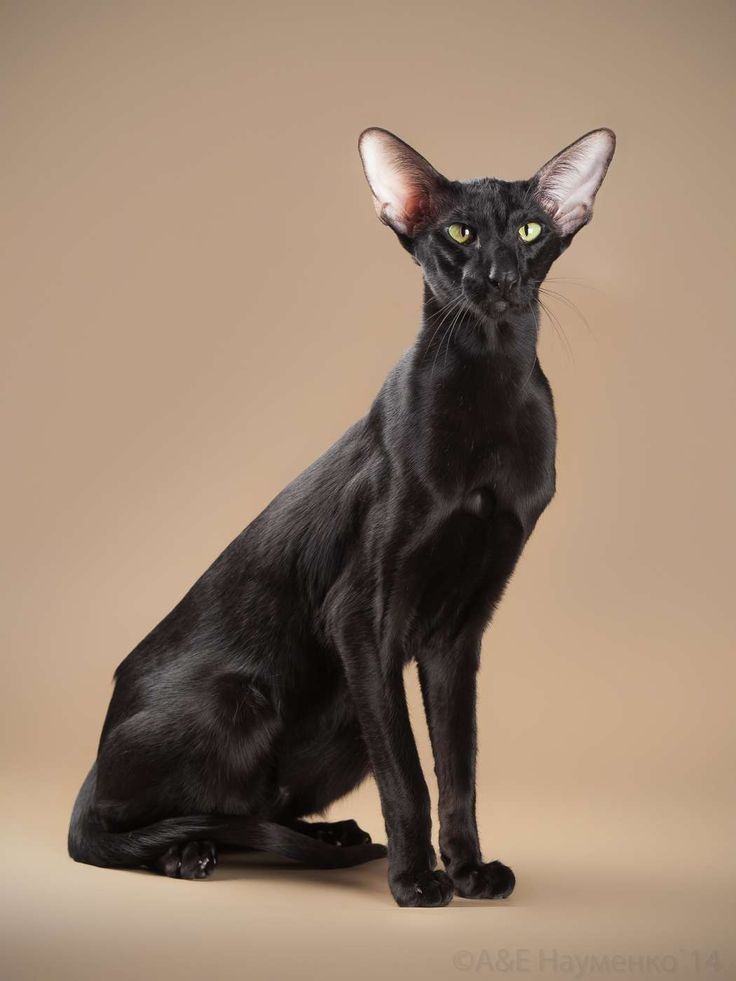 Ориентальная кошка: описание породы, фото, история происхождения