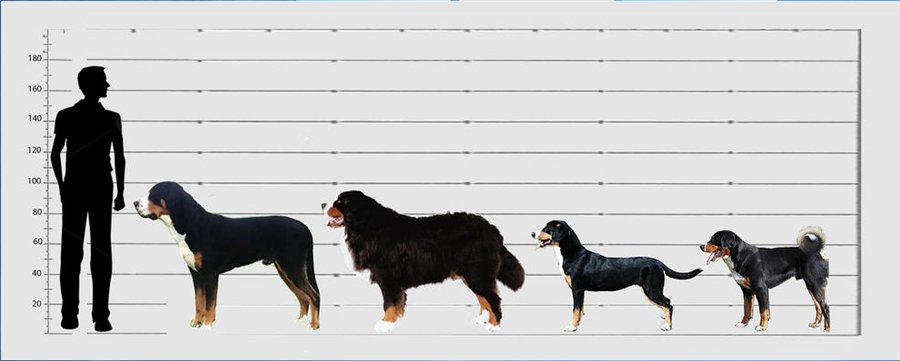 40 см сравнение. Энтлебухер зенненхунд вес рост взрослой собаки. Порода зенненхунд рост и вес. Энтлебухер зенненхунд рост в холке. Бернский зенненхунд рост и вес.