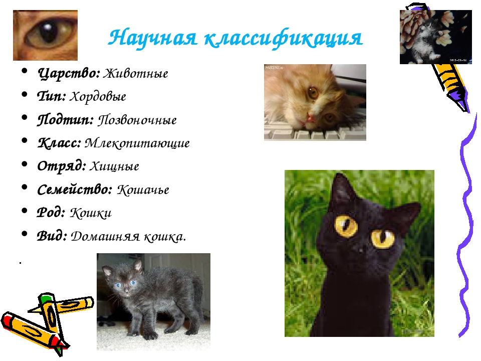 5 типов кошек. Классификация кошки. Классификация кошки домашней. Научная классификация кошек. Систематика кошки.