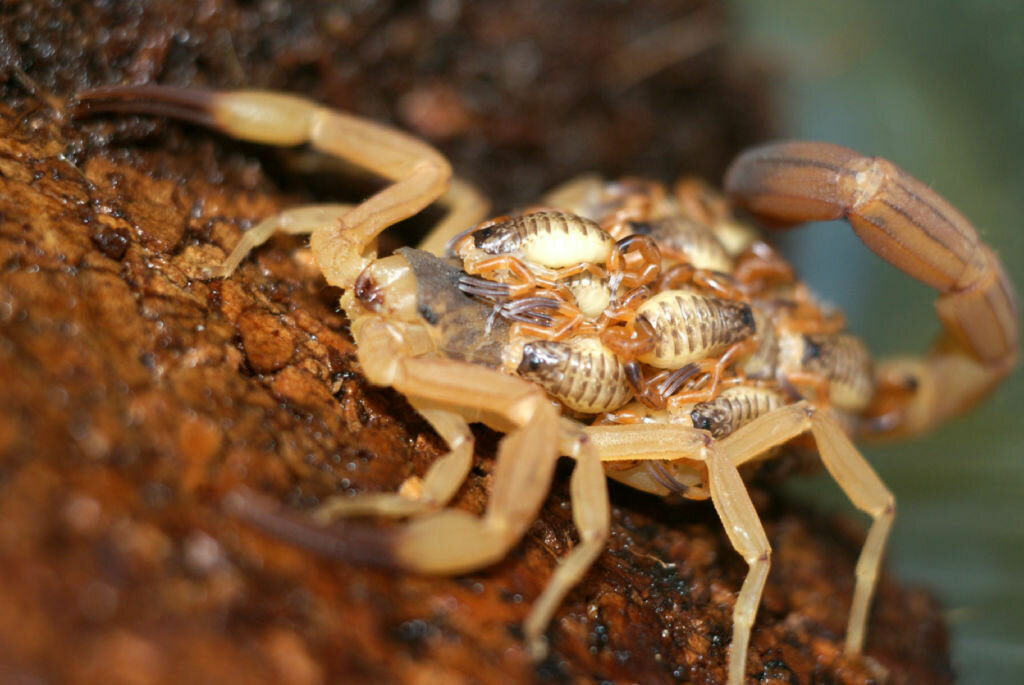 Сообщение о скорпионах ️ описание животного, строение, характеристика и виды, питание, среда обитания, размножение, интересные факты о представителях