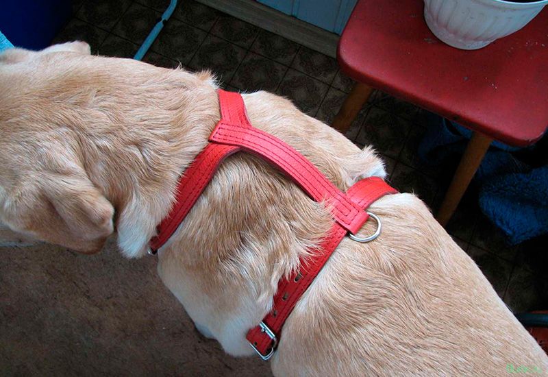 Как одеть шлейку на собаку: типы шлеек и их использование