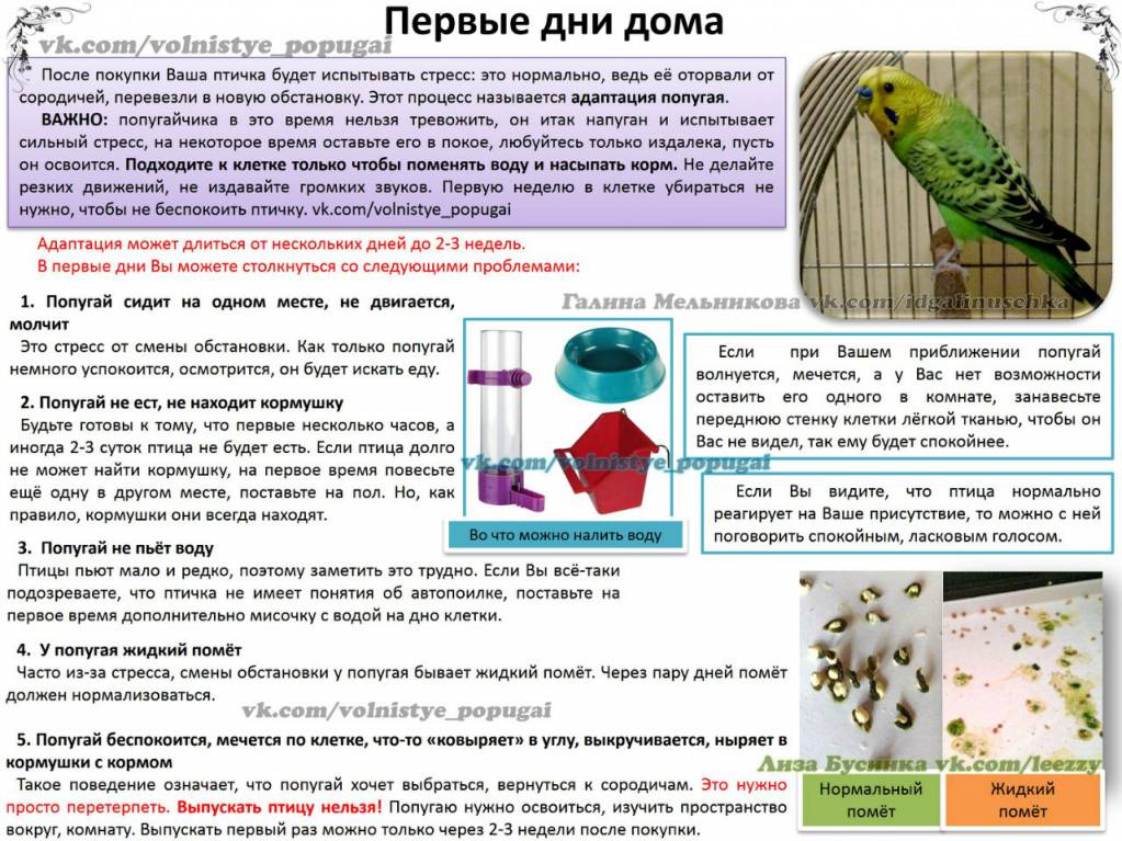 Сколько раз кормить попугая кашей