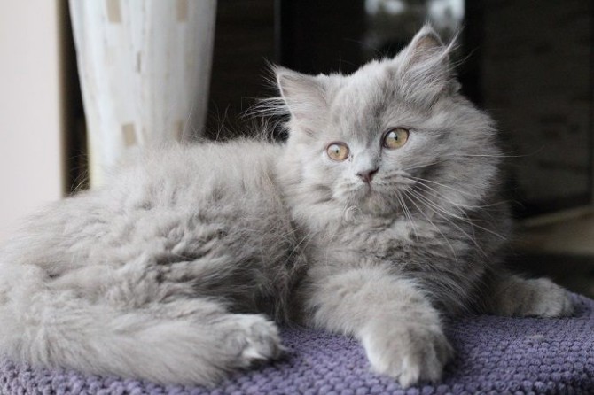 Британская длинношёрстная кошка : содержание дома, фото, купить, видео, цена
