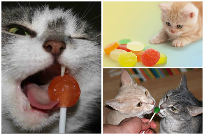 Можно ли кошку кормить сладостями