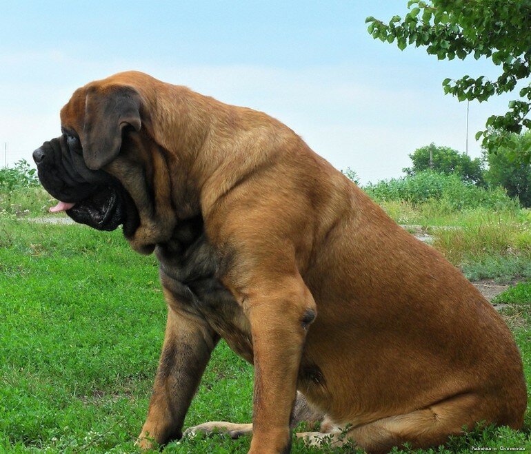 Мастифы — фото, какие бывают виды, описание разновидностей пород собак