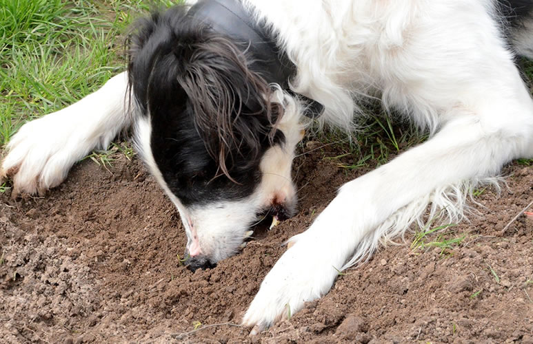Собака ест землю — почему и что делать?