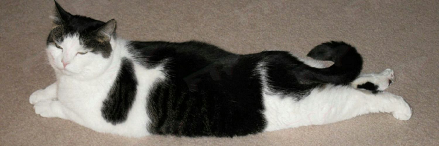 Почему кошка ложится на человека и спит на нём?