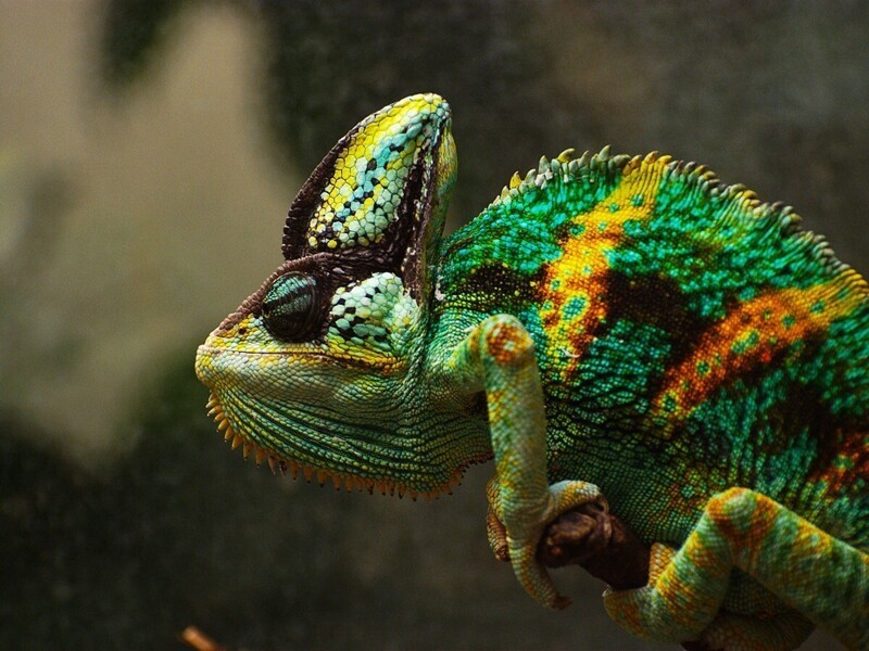 Chameleon calyptatus (йеменский хамелеон)