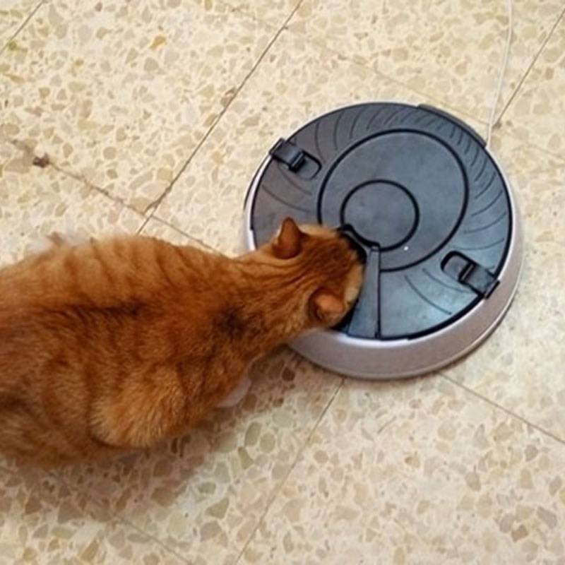 Автоматическая кормушка для кошек: как выбрать