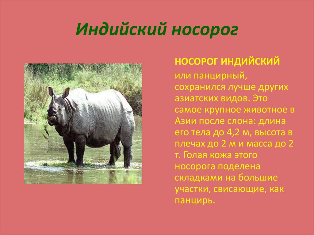 Яванский носорог