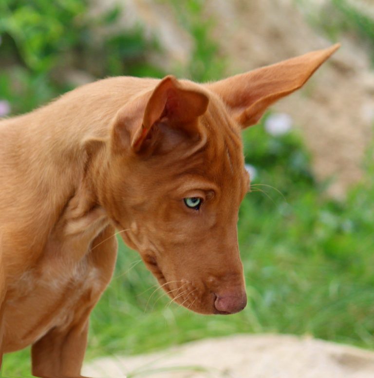 Необычные породы собак: комондор, фараонова, бергамаско, леопардовая | блог ветклиники "беланта"