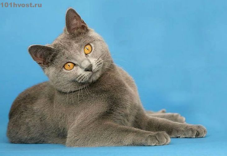 Картезианские кошки — национальное достояние франции
