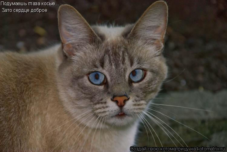Любуемся на котов: породы и фото кошек с большими глазами