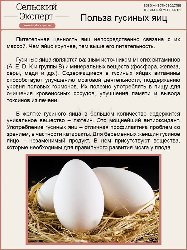 Можно ли собакам давать яйца: в сыром и вареном виде, куриные и перепелиные