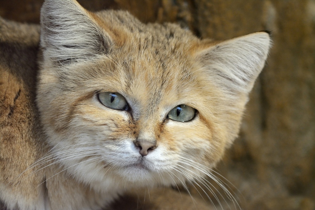 Особенности образа жизни и внешности длиннохвостой дикой кошки маргай