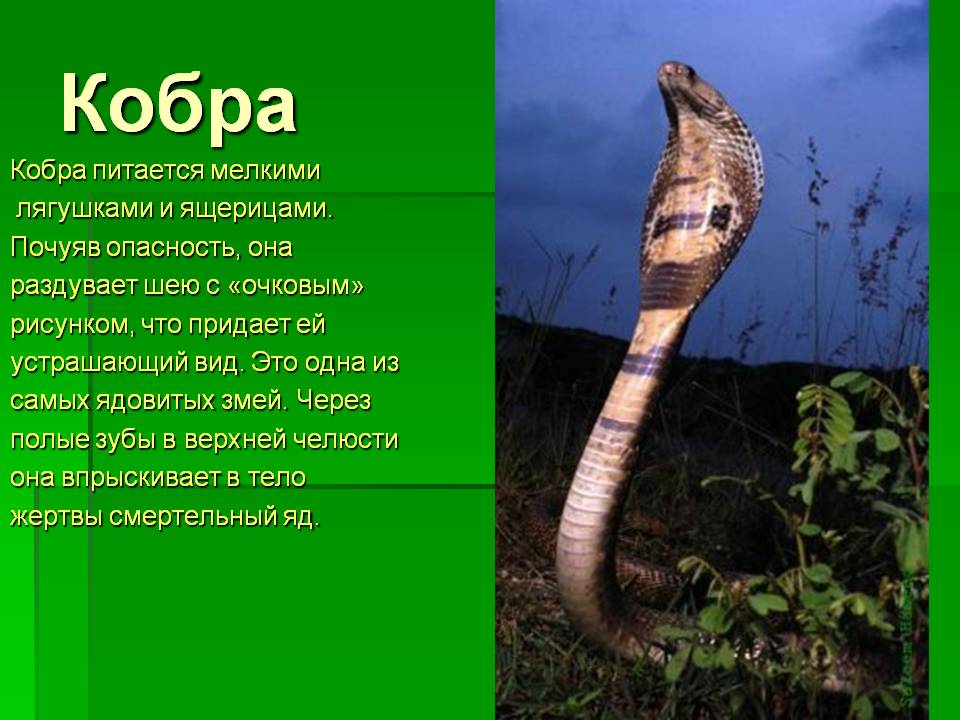 Cobra перевод