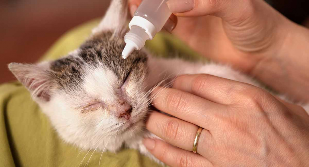 Как и чем промыть глаза кошке, котенку: инструкция для хозяев, лекарственные и народные средства, противопоказания и предосторожности