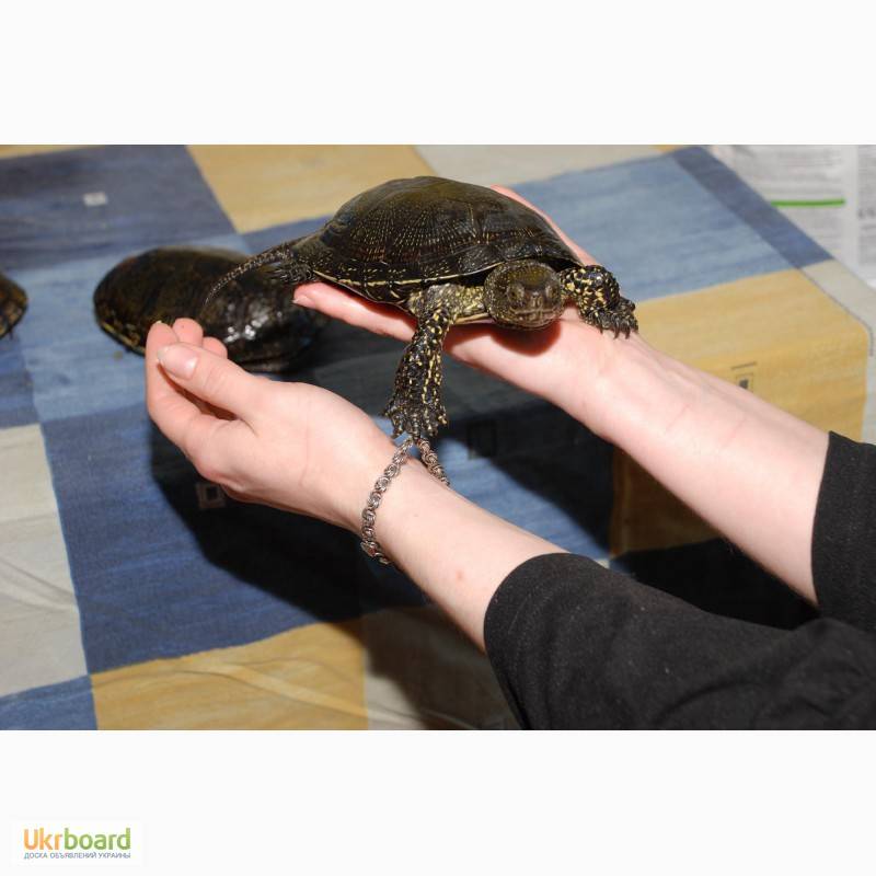 Европейская болотная черепаха в домашних условиях (черная с желтыми пятнами): содержание, фото, кормление, уход, продолжительность жизни, условия, обогрев, спячка, размножение
