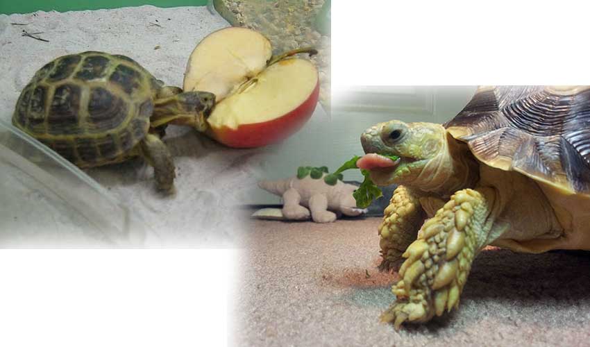 Какую черепаху выбрать для домашнего содержания?
