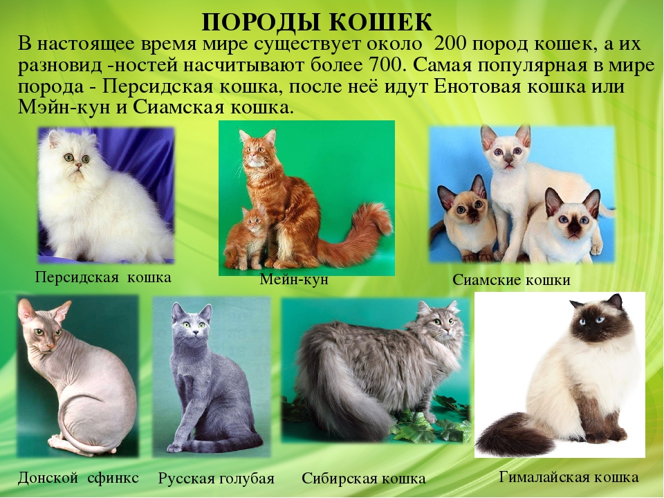 Породы кошек c фотографиями, названиями, описаниями и ценами