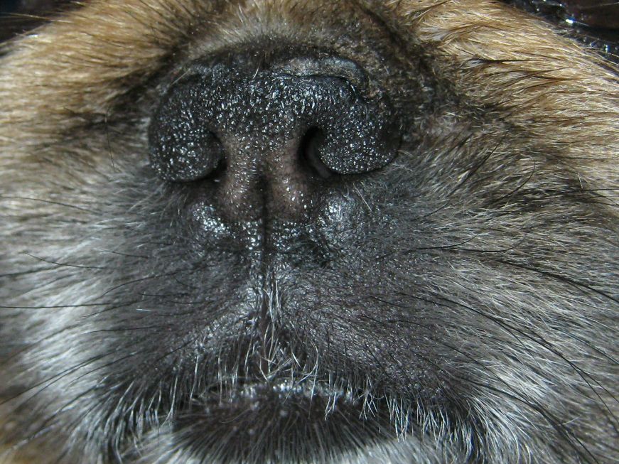 У собаки сухой нос, что делать?!