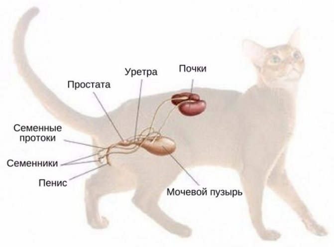 Цистит у котов и кошек, диагностика, лечение