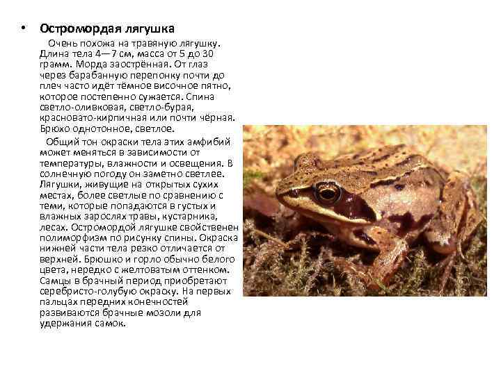 Виды лягушек. описание, особенности и названия видов лягушек | животный мир
