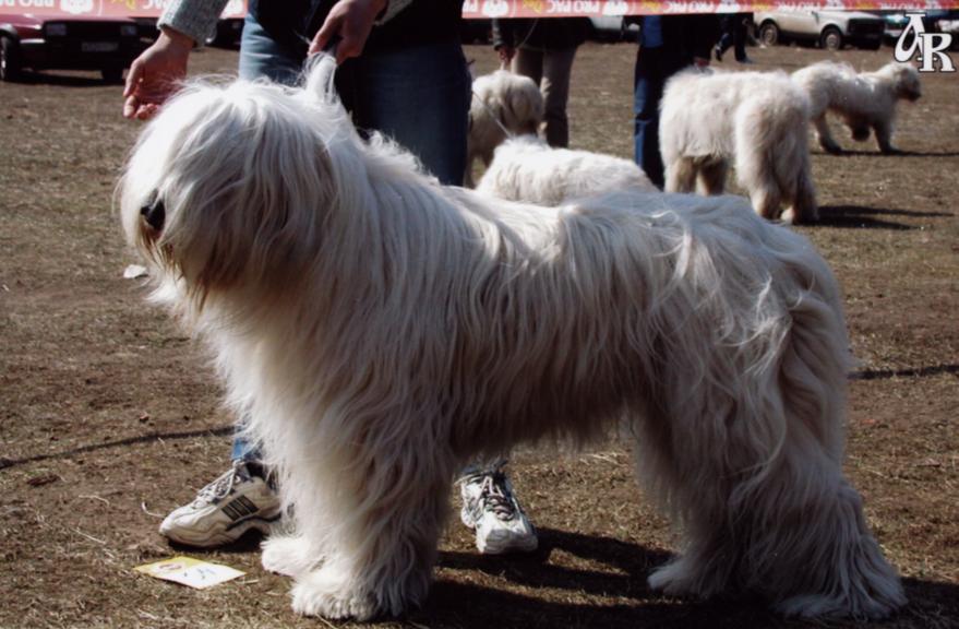 Южнорусская овчарка: фото собак, описание породы, характер и история южнорусской овчарки