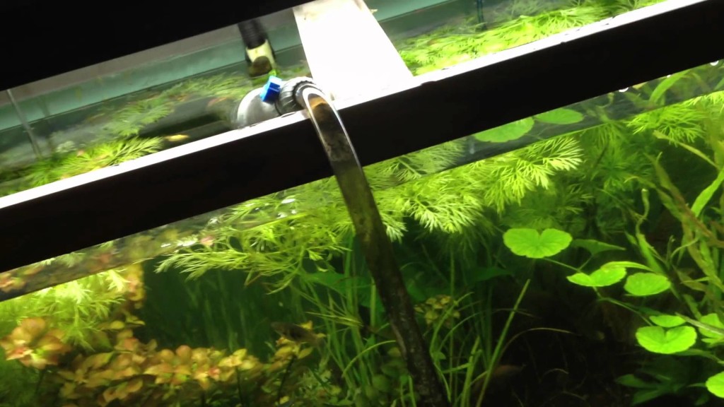 Белая вода в аквариуме: что может быть причиной того, что белеет водная среда в емкости с рыбками, что делать, если побелела?
