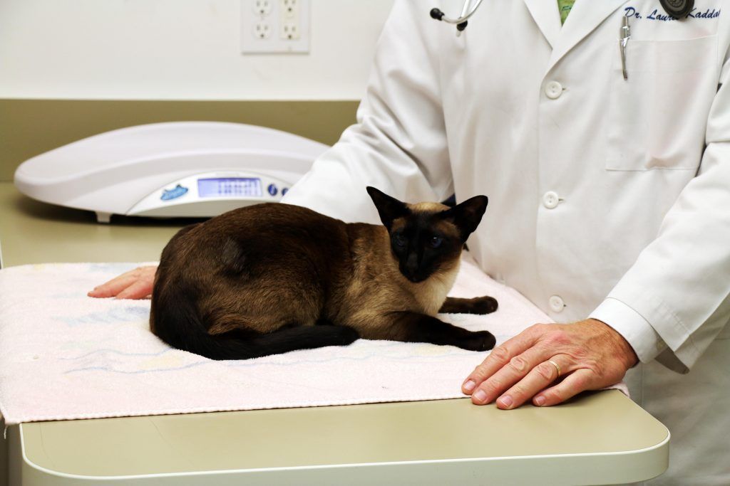 Чипирование кошек и котов: что это и какая стоимость - зоомедик