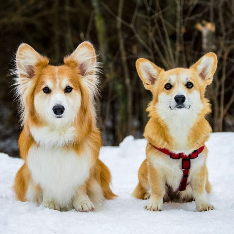 Вельш-корги пемброк: фото собаки, цены и описание породы