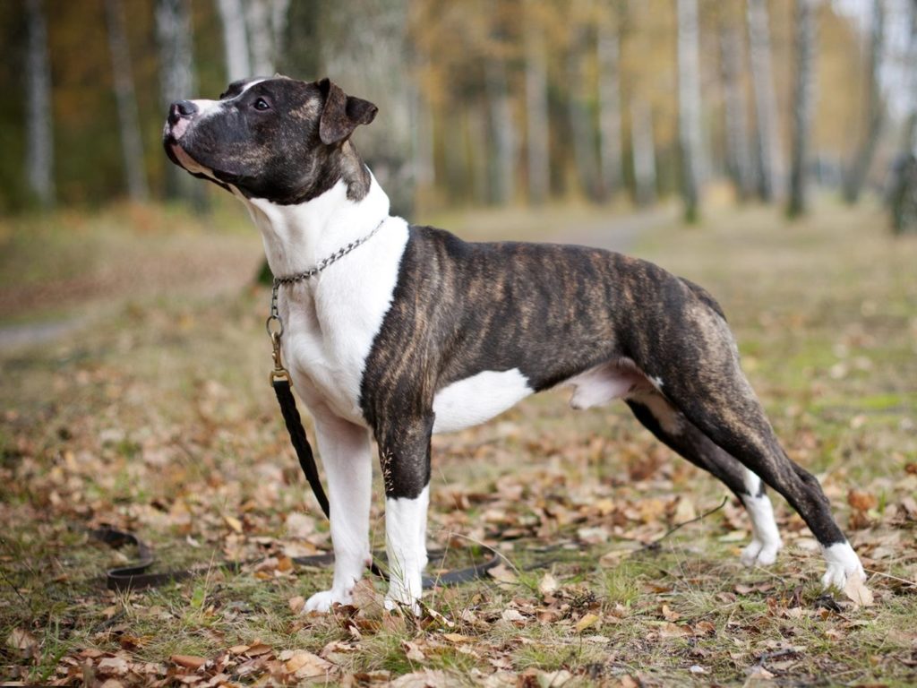 Тайган (собака): киргизская борзая порода