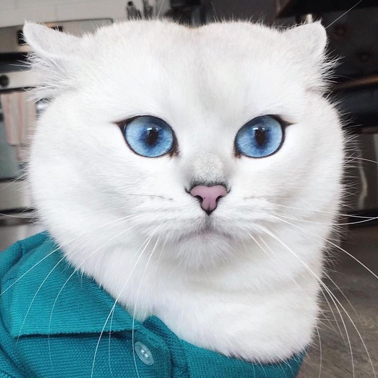 Белые кошки с голубыми глазами (29 фото): глухие они или нет? породы котов с пушистой шерстью, красивые короткошерстные котята белого цвета
