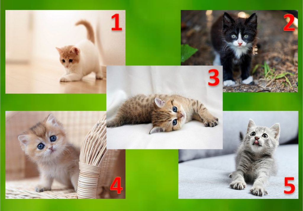Кот или кошка: кого выбрать?