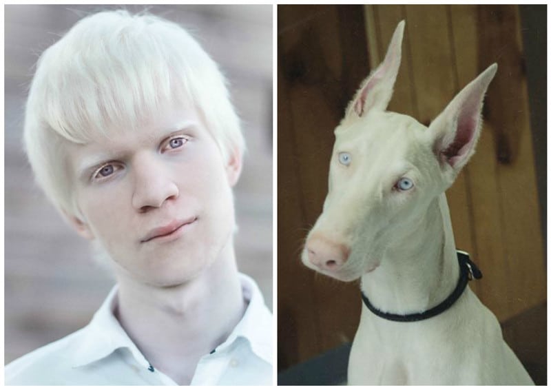 Характеристика породы доберман: фото и описание белых "альбиносов", голубых, черных, коричневых, шоколадных и собак других окрасов, их вес, рост, размер и стандарт