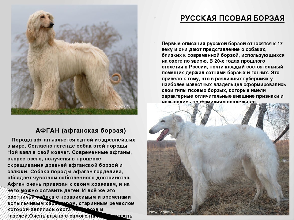 Афганская борзая - порода собак - информация и особенностях | хиллс