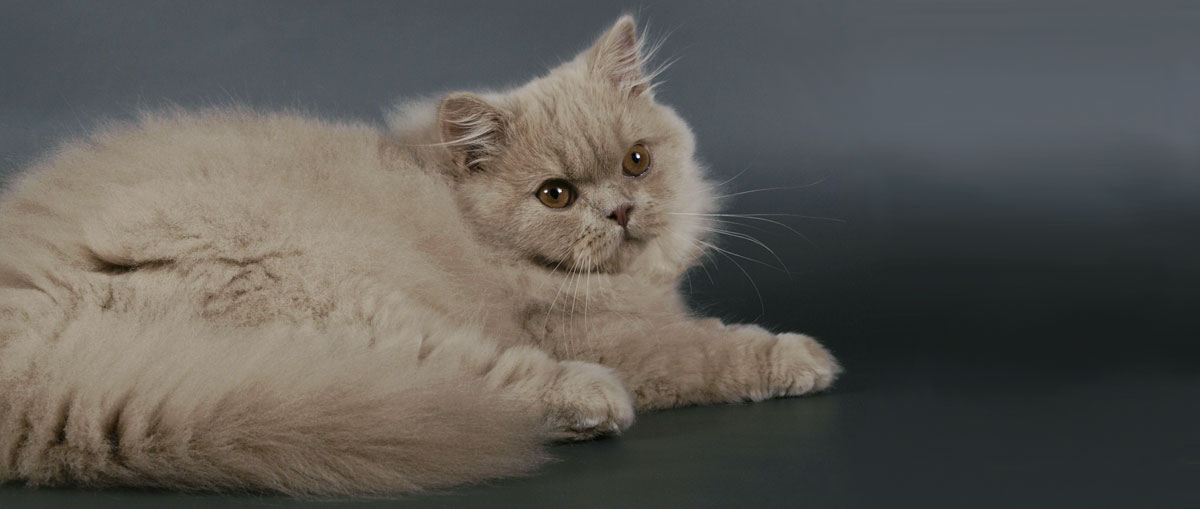 Британская длинношерстная кошка: все о кошке, фото, описание породы, характер, цена