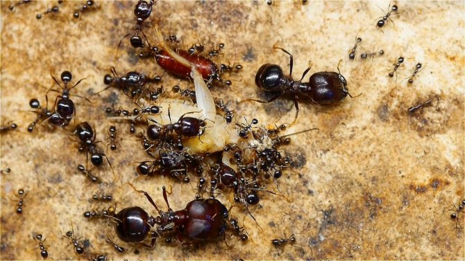 Топ-10 необычных и удивительных муравьёв мира