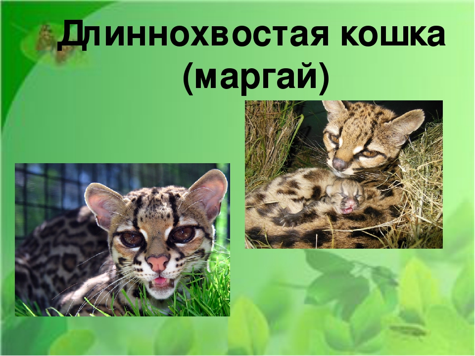 Маргай или длиннохвостая кошка — фото, описание породы, обитание, питание, размножение