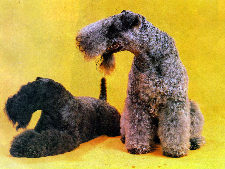 Керри-блю-терьер — голубой щенок. описание породы и фото