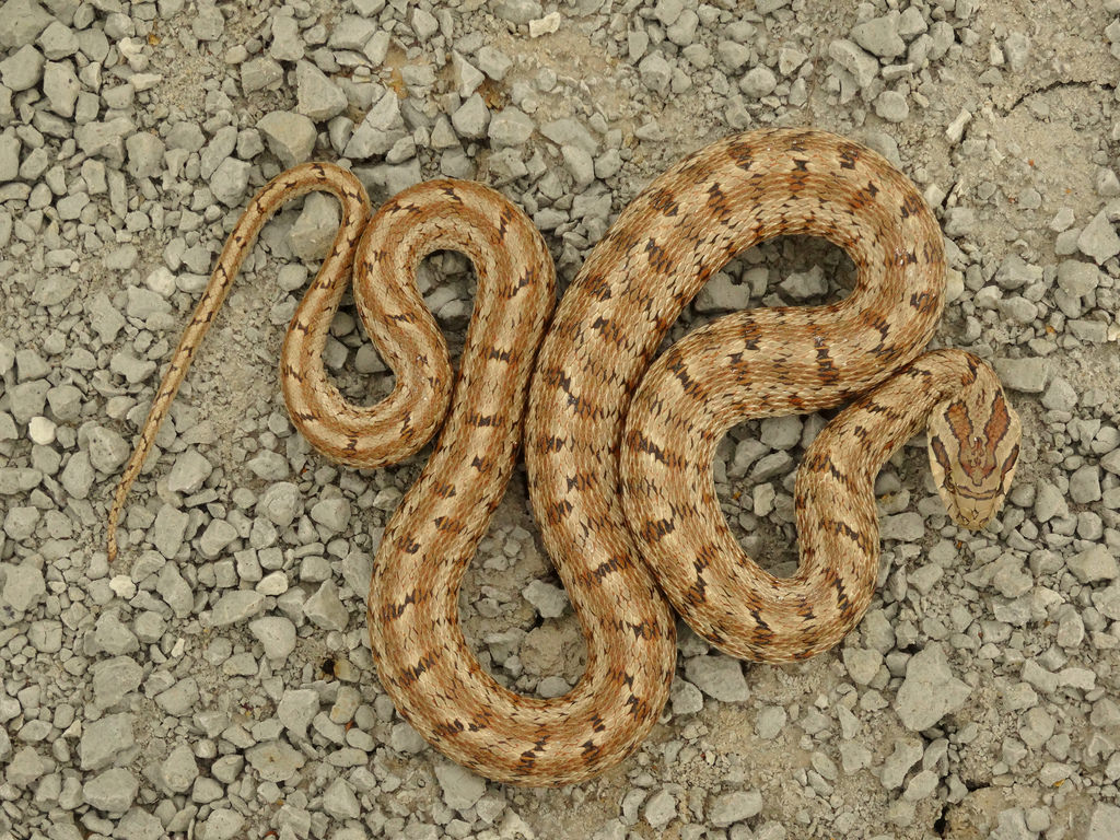 Змеи в казахстане фото и названия