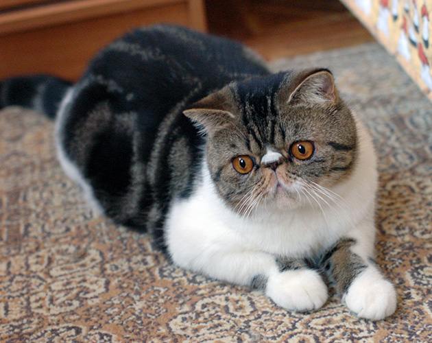 Экзотическая кошка: описание короткошерстной породы, особенности, уход и содержание, кормление