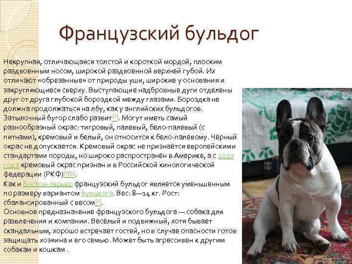 Французский бульдог: топ-150 фото породы собак. интересные факты, уход, содержание, выбор щенка, особенности породы, характер