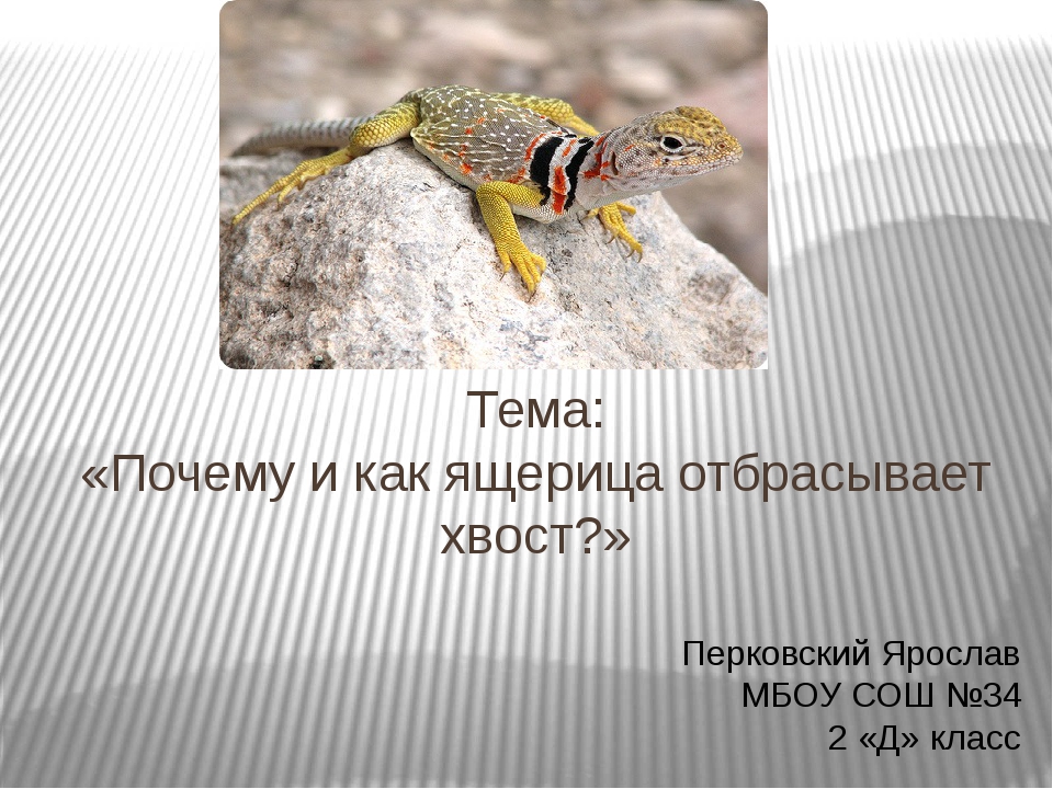 Прыткая ящерица - описание, внешнее строение, особенности размножения и питания
